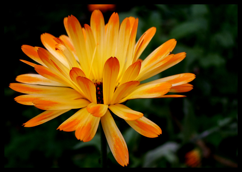 photo "Календула" tags: macro and close-up, nature, flowers