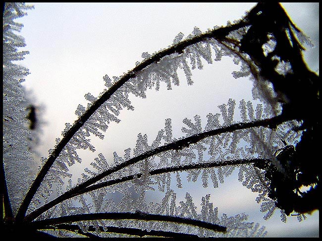 фото "Ice" метки: природа, макро и крупный план, 