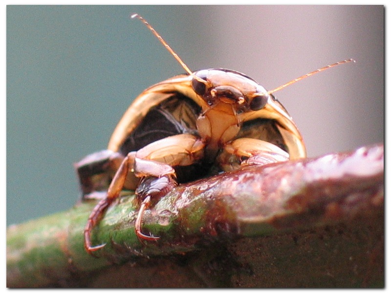 photo "The bug" tags: nature, macro and close-up, wild animals