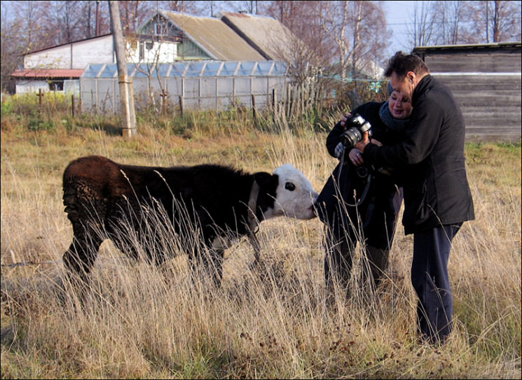 photo "About that as the small cow hardly was the photogr" tags: PF life, 