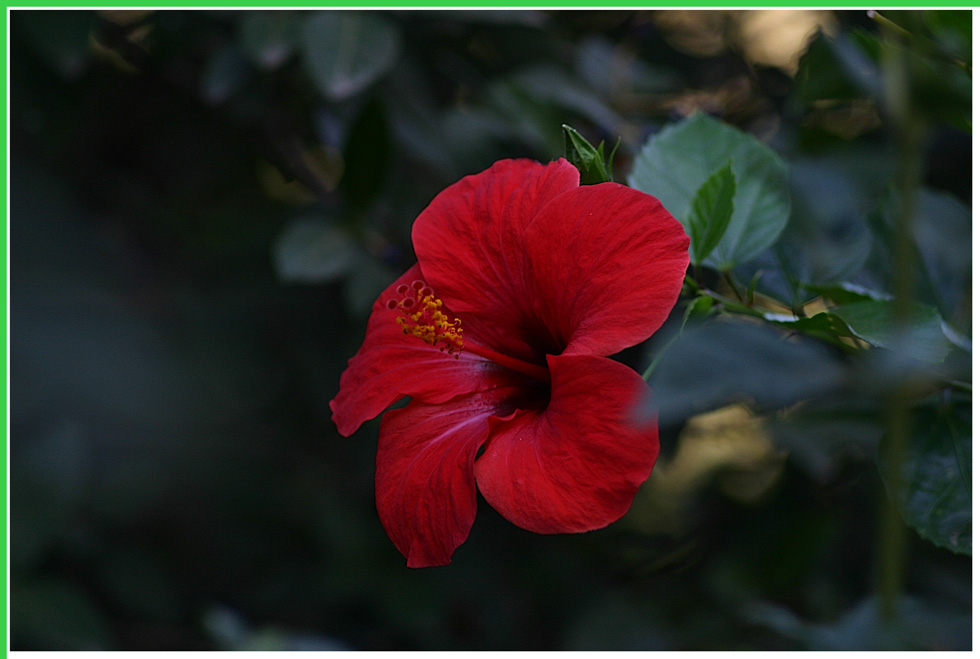 photo "The Chinese rose" tags: nature, flowers