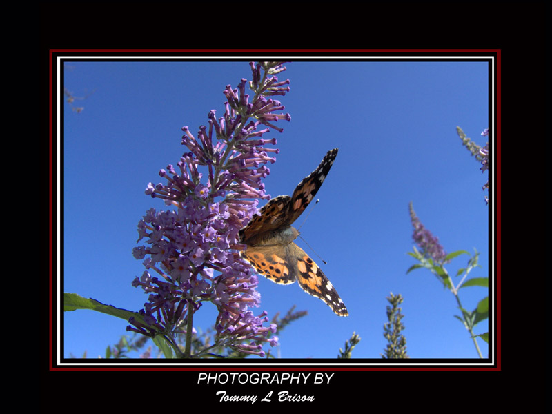 photo "Into Flight" tags: nature, insect