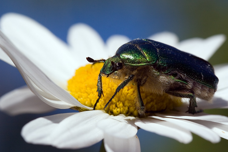 photo "*" tags: macro and close-up, nature, insect