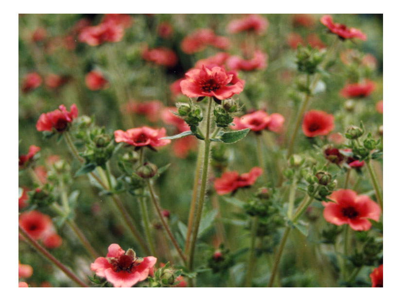 photo "Scarlet sails" tags: genre, nature, flowers