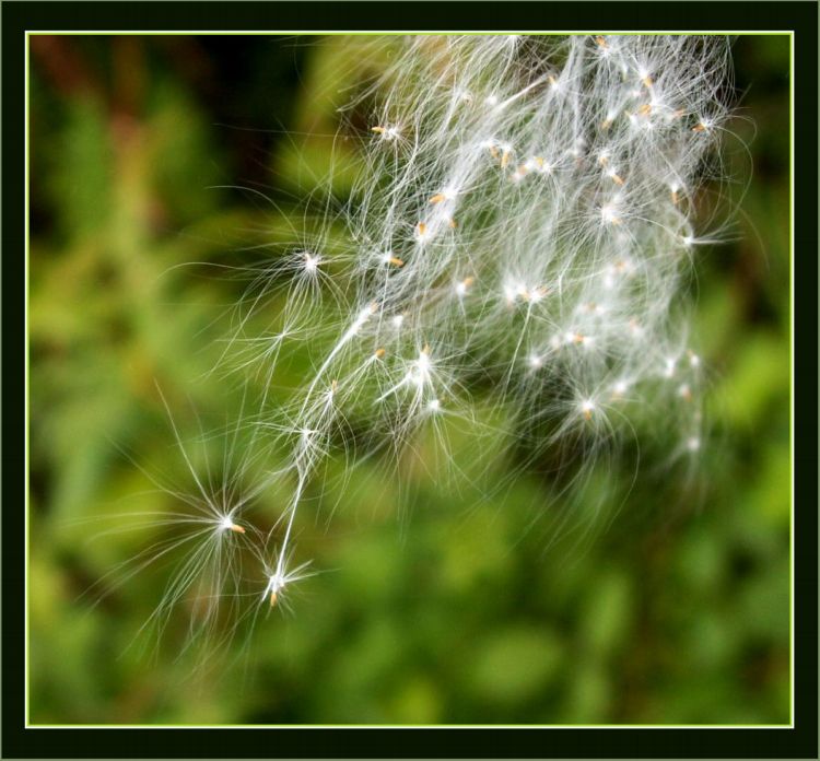 photo "Untitled photo" tags: macro and close-up, nature, flowers