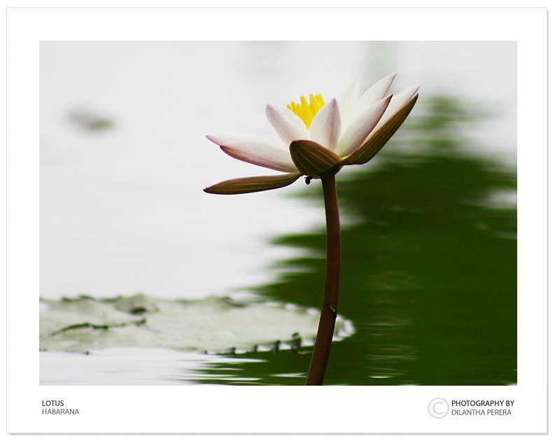 photo "Smoothness of a Lotus" tags: nature, travel, Asia, flowers