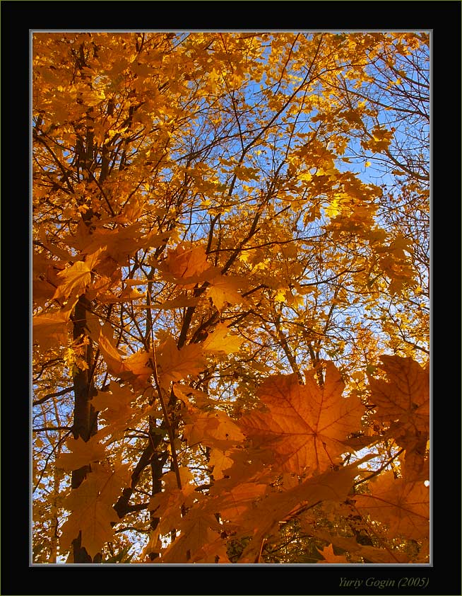 фото "Осенний феерверк (100-я!)" метки: пейзаж, природа, осень