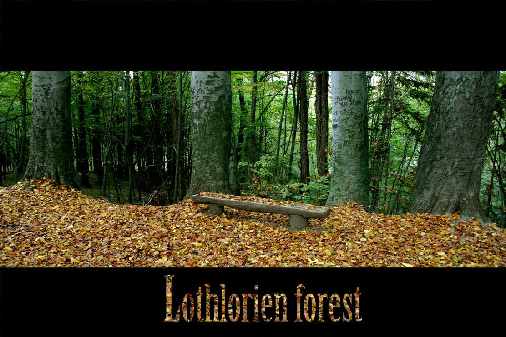 photo "Lothlorien Forest" tags: nature, landscape, forest