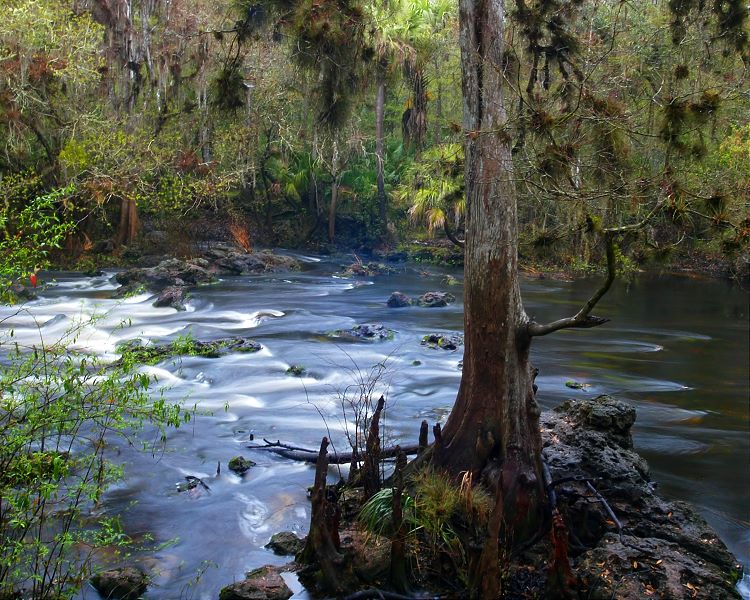 фото "Moving Water" метки: пейзаж, вода, лес