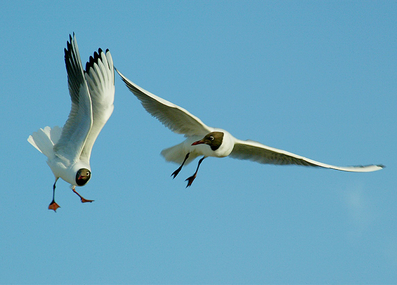 photo "why you are standing? lets FLY!!!" tags: nature, wild animals