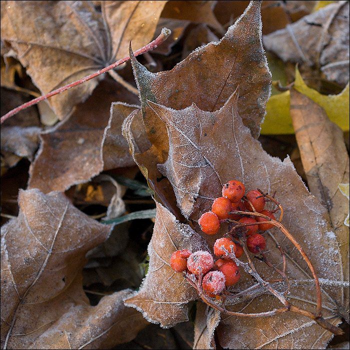 photo "Light frost" tags: nature, 