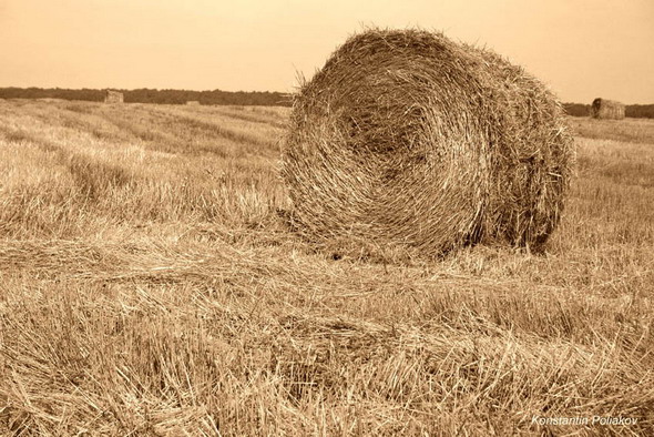 photo "hay" tags: misc., 