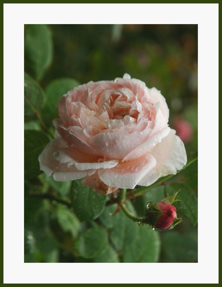 photo "A good year for the roses" tags: nature, flowers