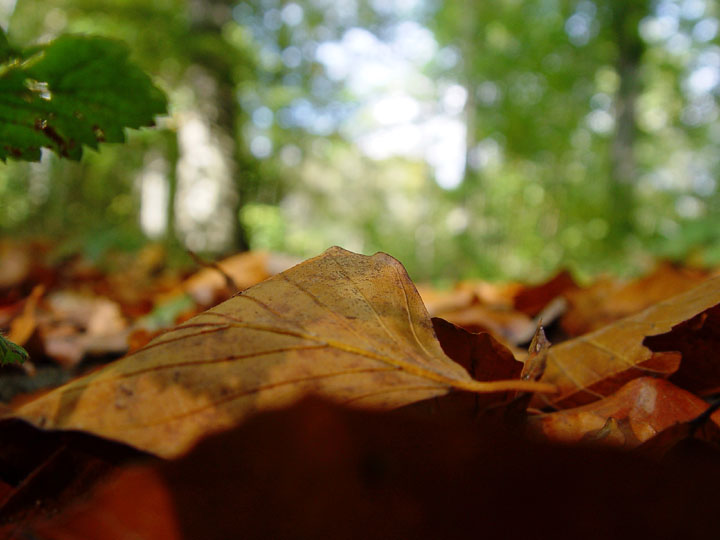 photo "Farewell to summer" tags: misc., 