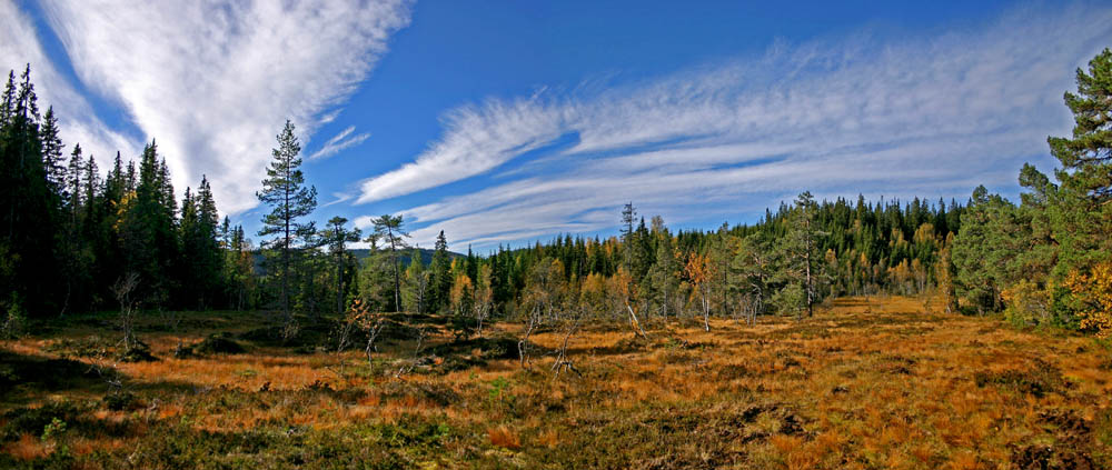 photo "Fall etude" tags: landscape, autumn