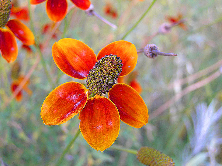 photo "Lone Star Stamen" tags: nature, travel, North America, flowers