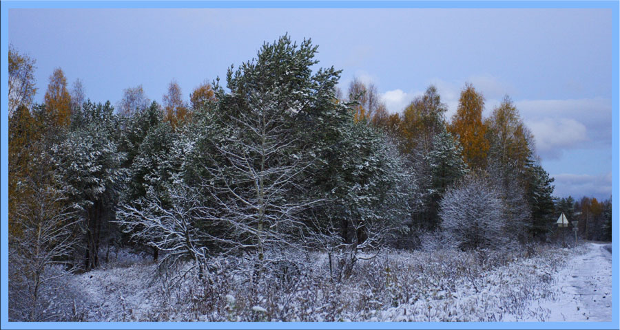 фото "зима началась" метки: пейзаж, зима, лес