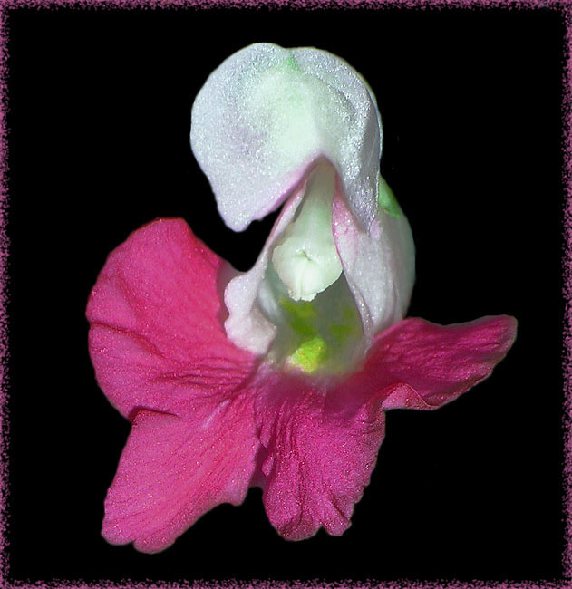 фото "Pink and white" метки: природа, цветы
