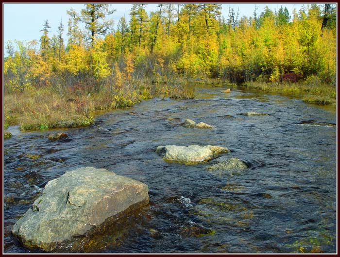 photo "Rivulet in taiga" tags: landscape, water
