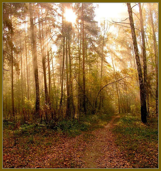 photo "Morning in a wood." tags: landscape, autumn, forest