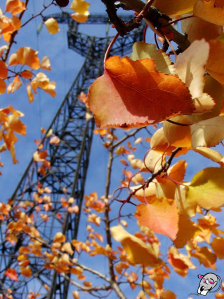 photo "Autumn under the alive" tags: nature, landscape, autumn