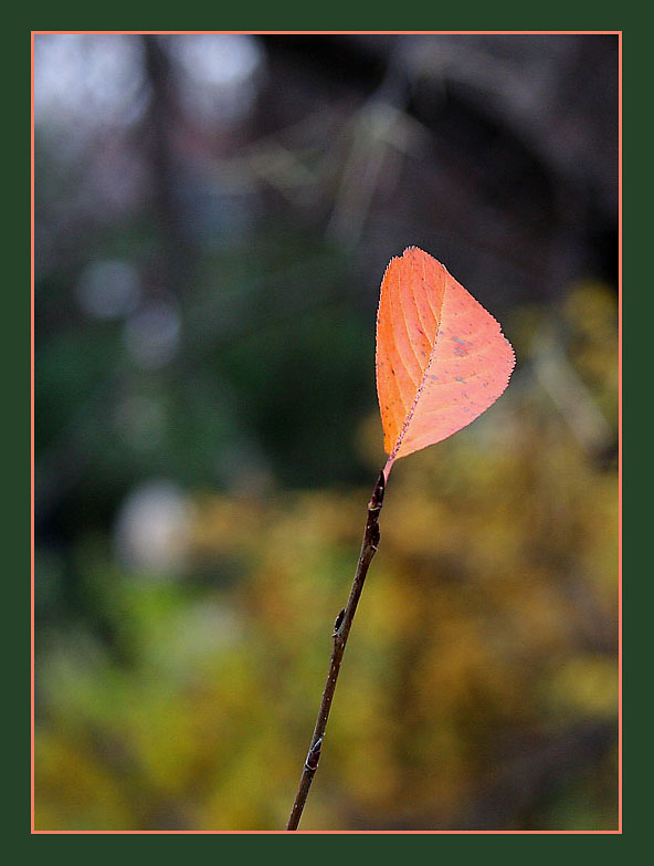 photo "Scarlet sail" tags: macro and close-up, nature, flowers