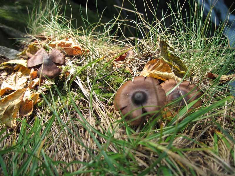 photo "some incredible mushrooms" tags: nature, 