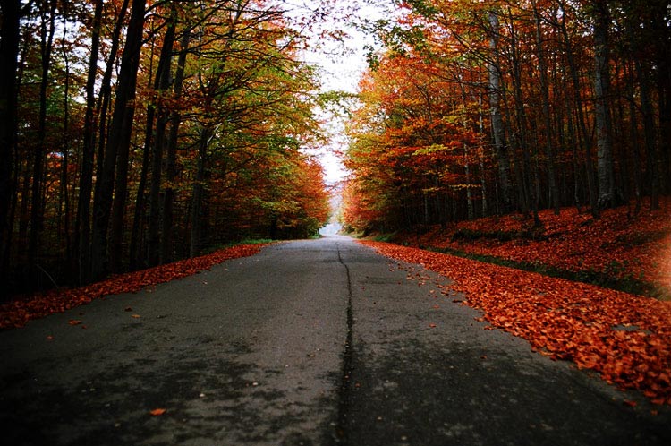 photo "Road" tags: landscape, autumn