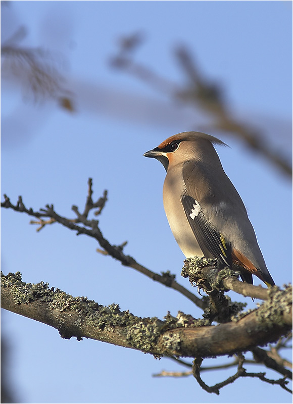 photo "Waxwing" tags: nature, wild animals