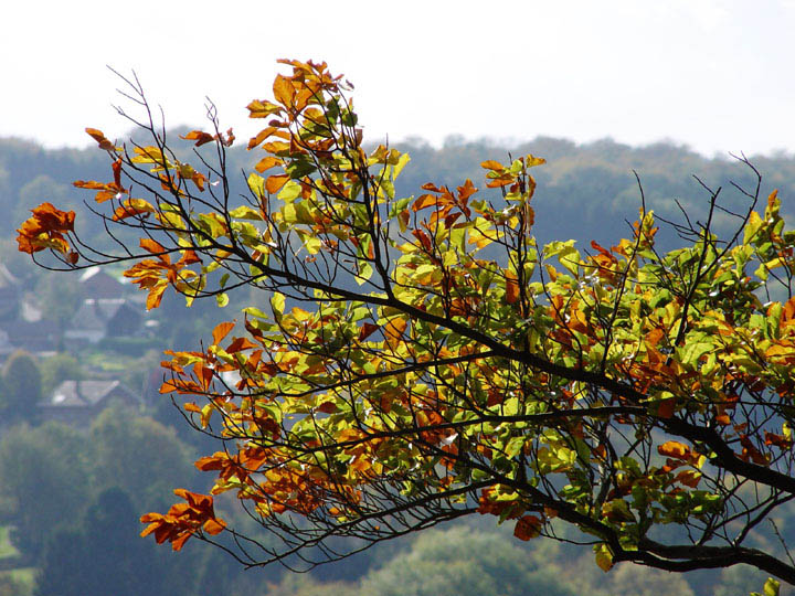 photo "..." tags: nature, 