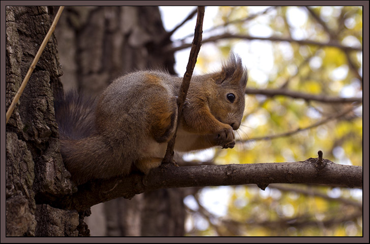 photo "Lunch with nut's" tags: nature, wild animals