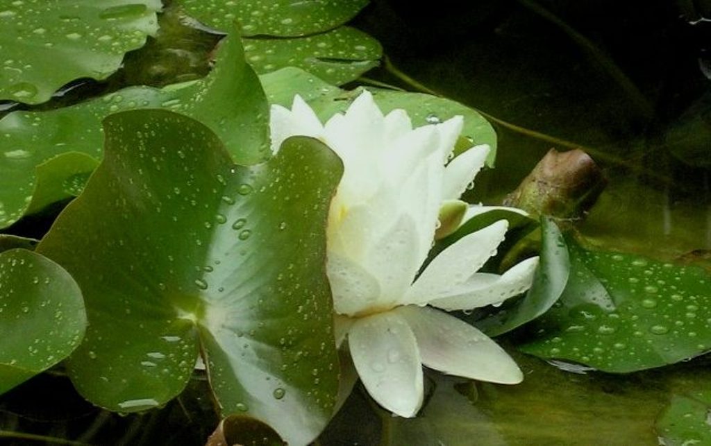photo "Flower" tags: nature, flowers
