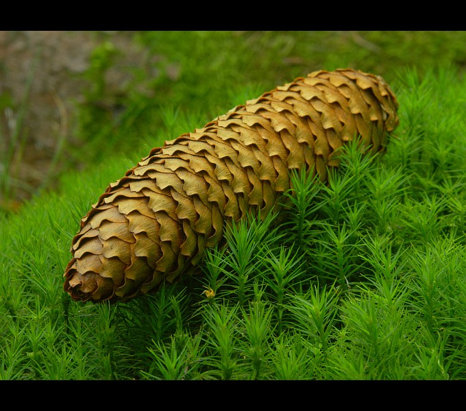 photo "Cone" tags: nature, 