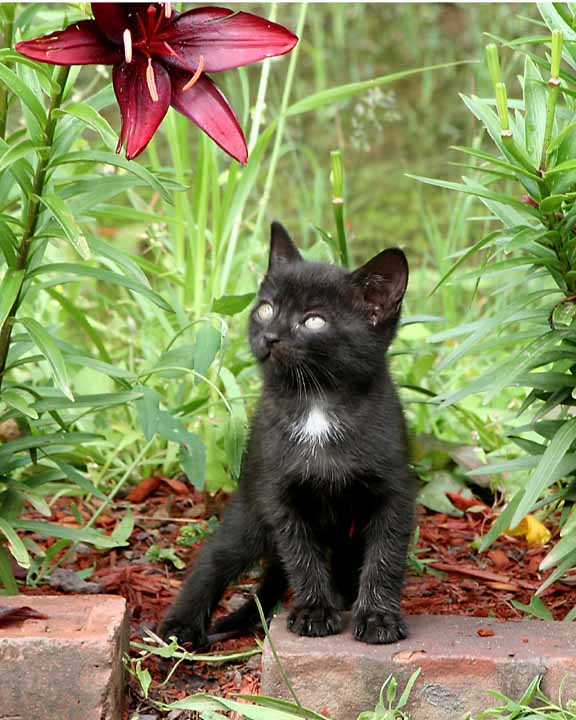 photo "Juvenile Delinquent" tags: nature, pets/farm animals