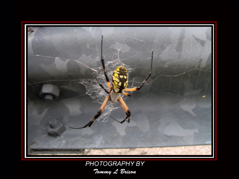 photo "Beauty Of Danger" tags: nature, insect