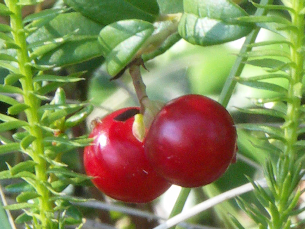 photo "Cowberry" tags: nature, flowers