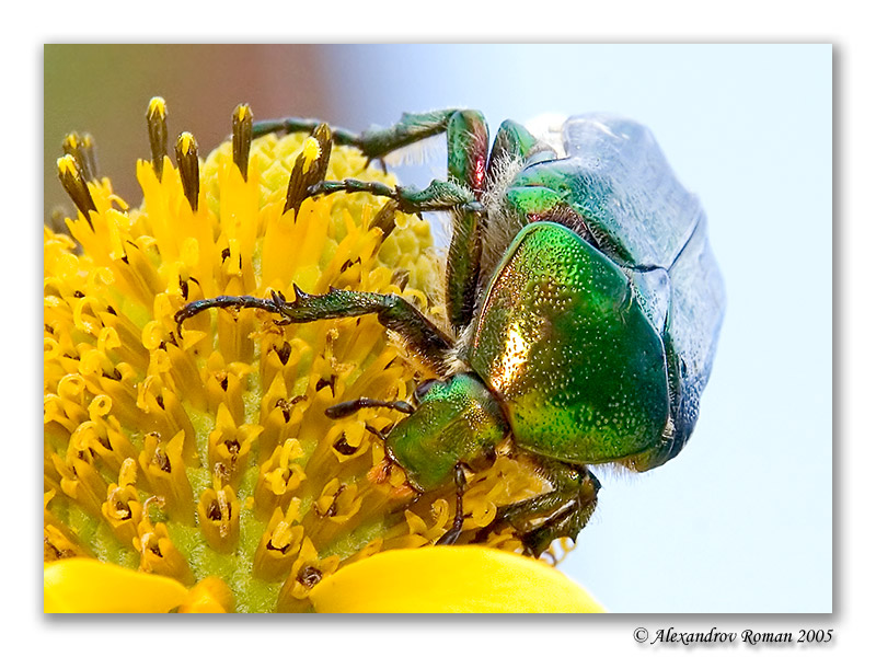 photo "Cetonia aurata" tags: nature, macro and close-up, insect