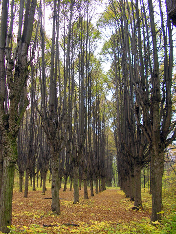 photo "Linden avenue" tags: landscape, autumn, forest