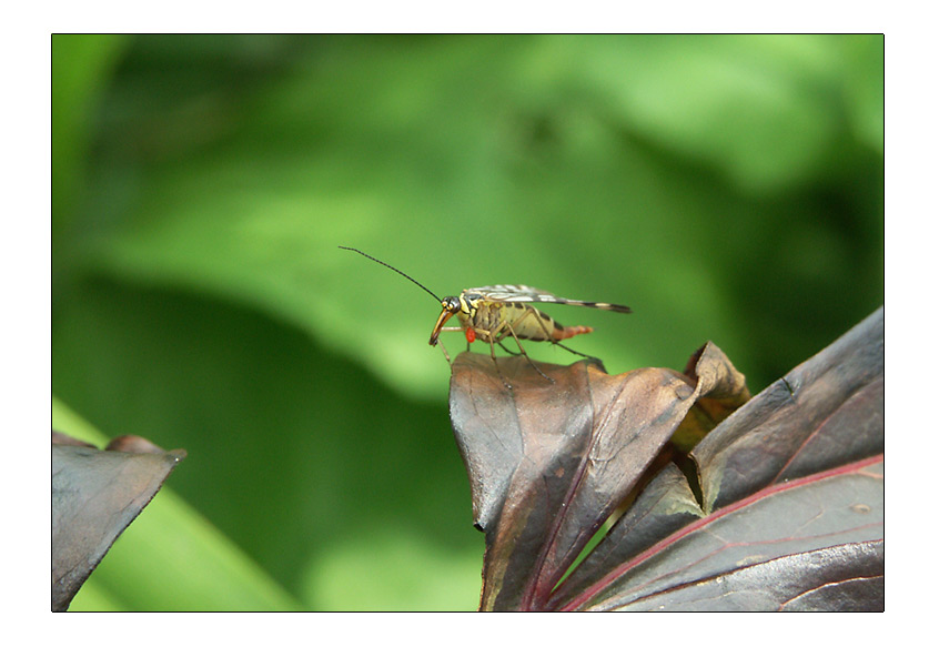 photo "The Small fry - Ups! What`s this?" tags: macro and close-up, nature, insect