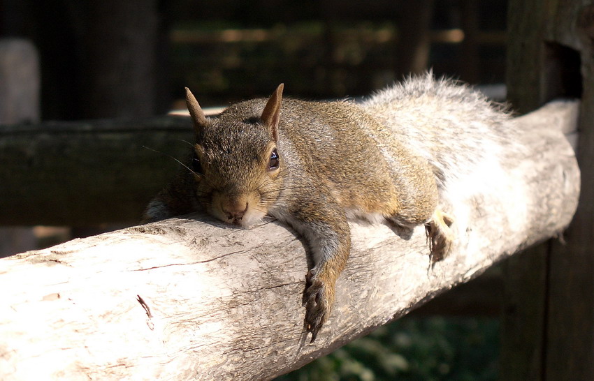 photo "I lay on the sun..." tags: nature, travel, North America, wild animals