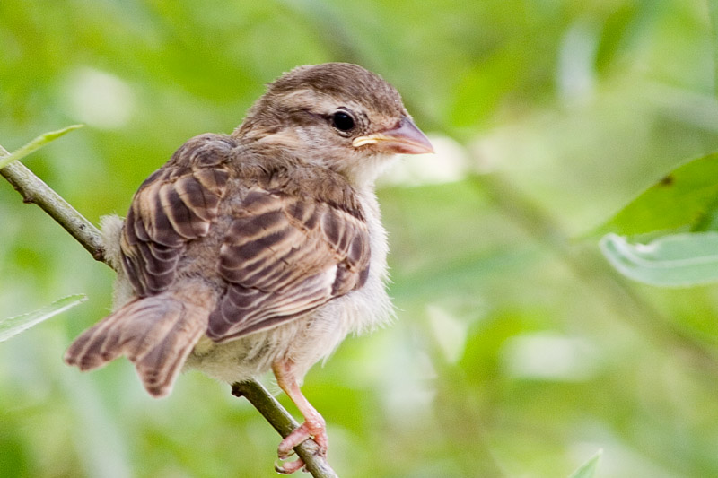 photo "Sparrow" tags: nature, wild animals