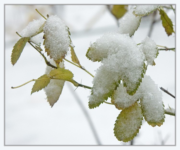 photo "Winter. The first attempt" tags: nature, flowers