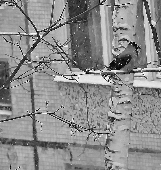 photo "Snow, coldly. I`m simply crow..." tags: landscape, nature, wild animals, winter