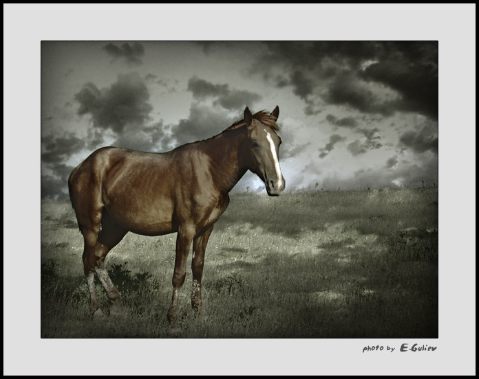 photo "horse portrait" tags: nature, landscape, clouds, wild animals