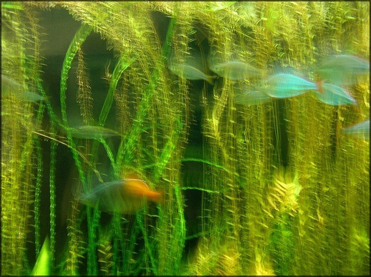 photo "fish" tags: still life, 