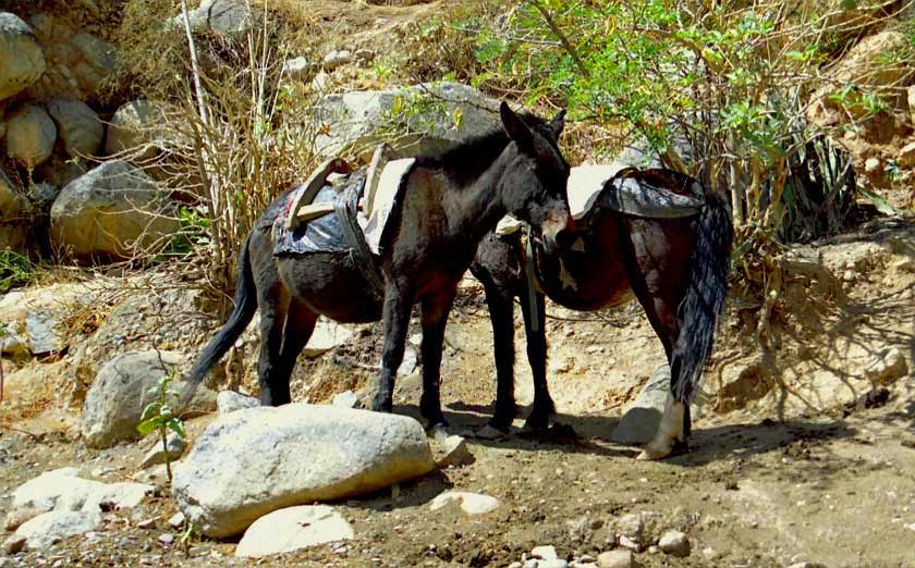 photo "very long and hard day." tags: nature, travel, South America, pets/farm animals