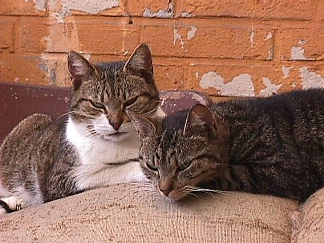 photo "Mum and daughter" tags: nature, pets/farm animals