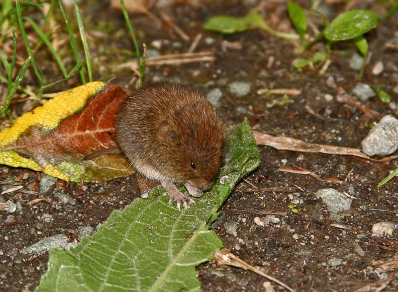photo "Little mouse" tags: nature, wild animals