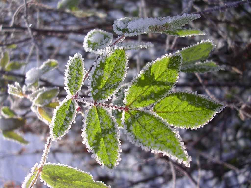 photo "autumn frost" tags: macro and close-up, nature, flowers