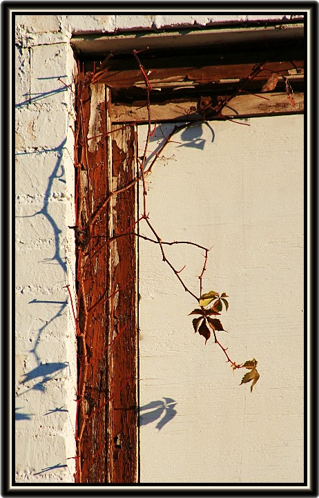 photo "The vine" tags: misc., nature, 